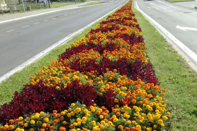 zdjęcie wyróżniające Zielone Jastrzębie-Zdrój. 5 tys. kwiatów sezonowych na terenie miasta