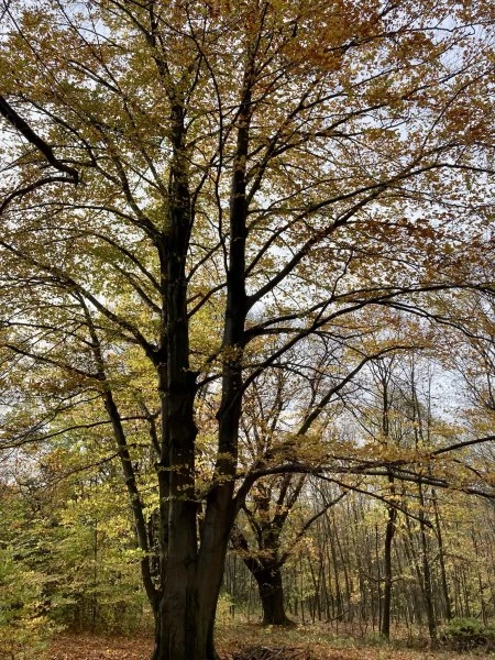 Ścieżka przyrodnicza nową atrakcją Arboretum Bramy Morawskiej — 6