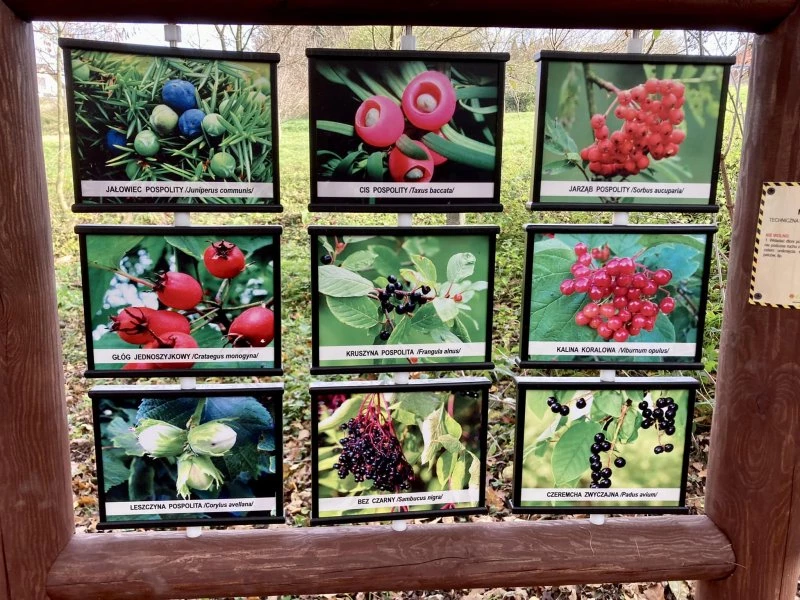 Ścieżka przyrodnicza nową atrakcją Arboretum Bramy Morawskiej — 11