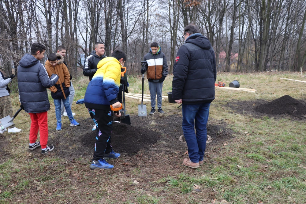Przy wjeździe do Orłowej pojawiła się aleja drzew — 4