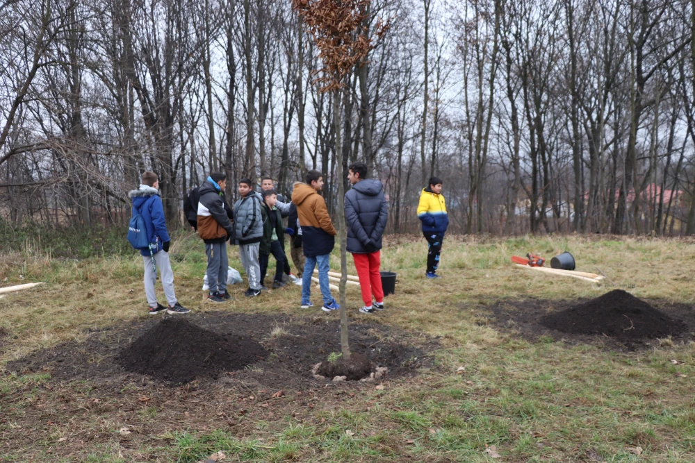 Przy wjeździe do Orłowej pojawiła się aleja drzew — 2