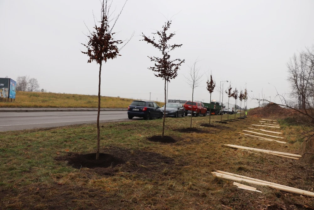Przy wjeździe do Orłowej pojawiła się aleja drzew — 11