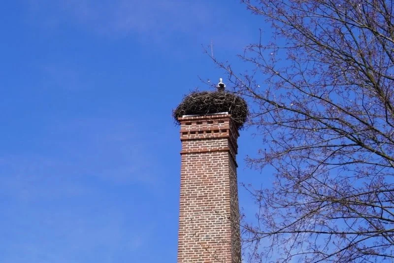 Remont pałacu w Baranowicach. Trwają prace w parku — 4