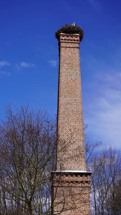 Remont pałacu w Baranowicach. Trwają prace w parku — 8