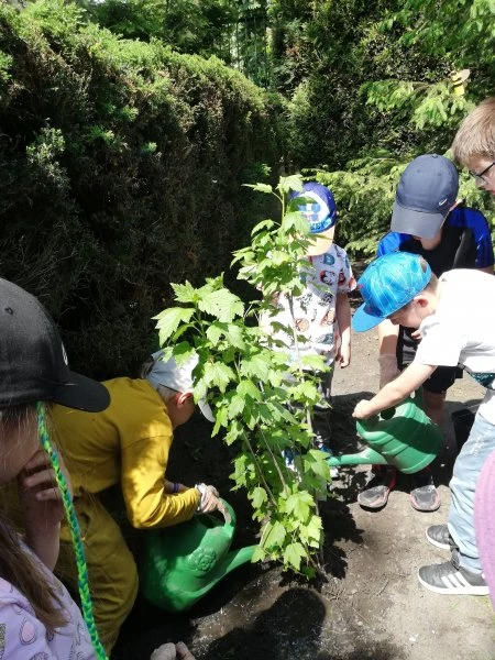 Raciborskie przedszkolaki sadzą krzewy dla pszczół — 8