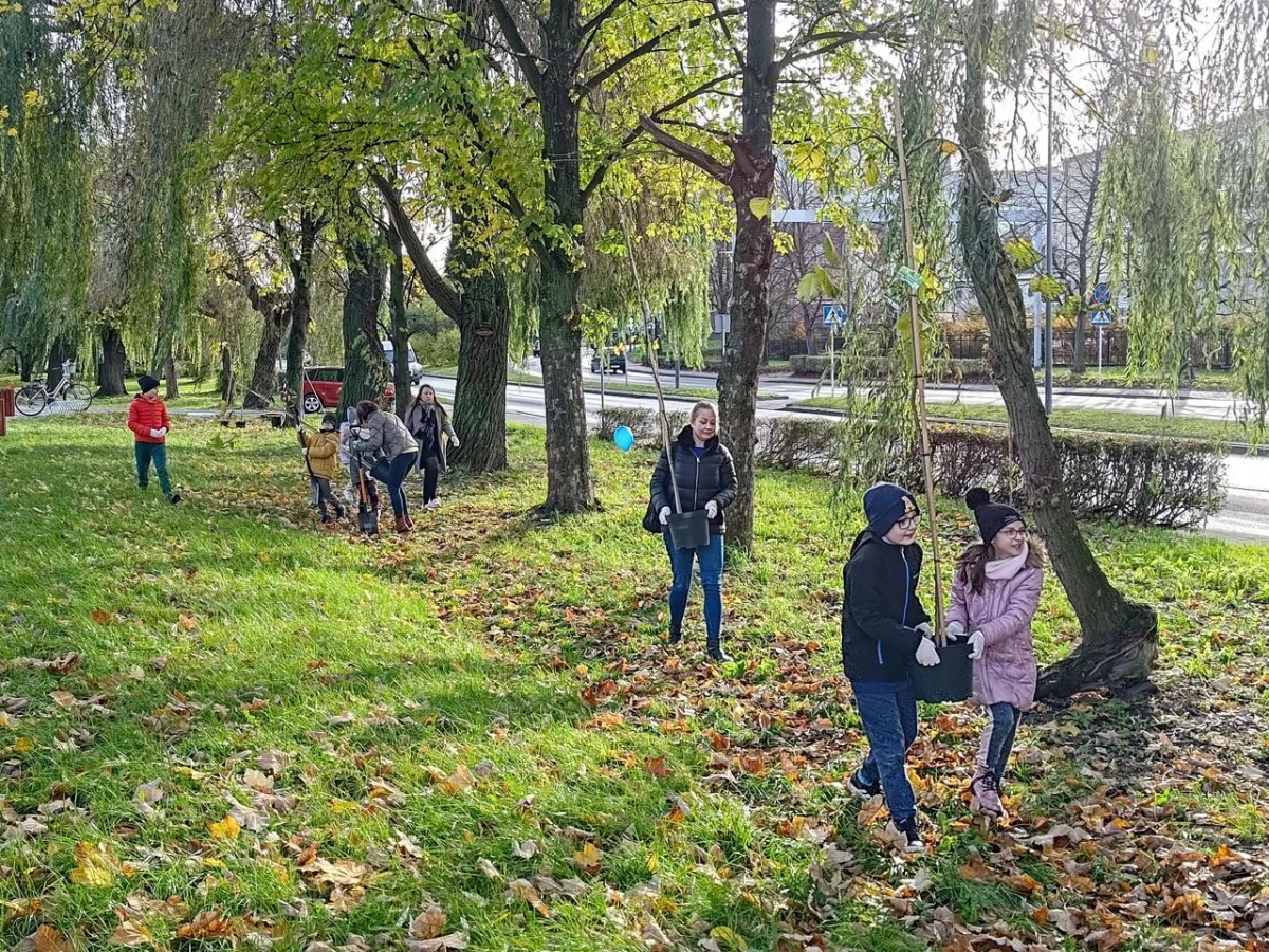 Wiązy górskie oddzielą ruchliwą ulicę od bulwarów odrzańskich — 10