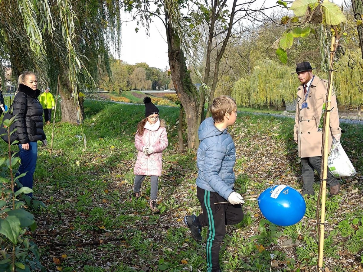 Wiązy górskie oddzielą ruchliwą ulicę od bulwarów odrzańskich — 12