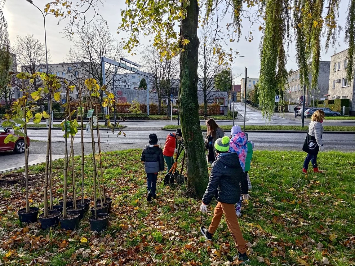 Wiązy górskie oddzielą ruchliwą ulicę od bulwarów odrzańskich — 2