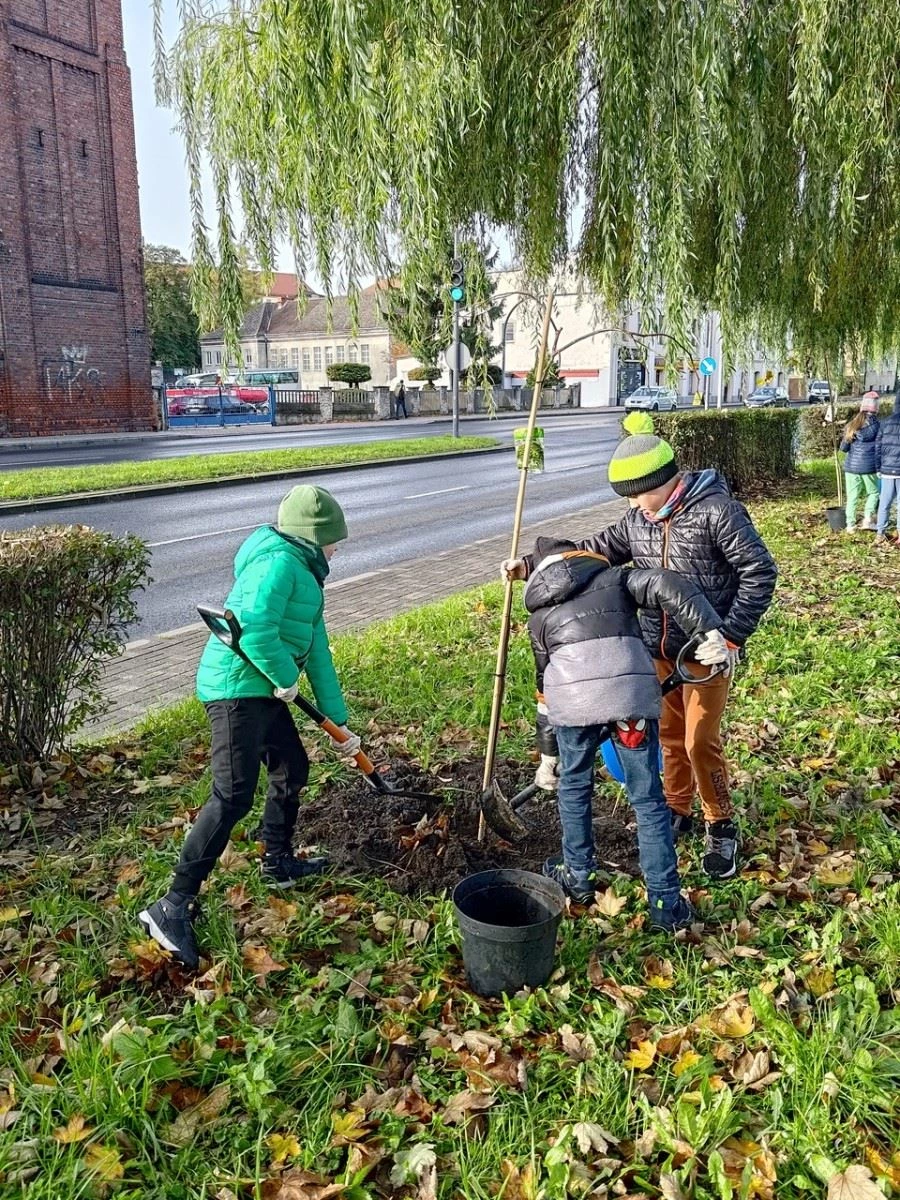 Wiązy górskie oddzielą ruchliwą ulicę od bulwarów odrzańskich — 3