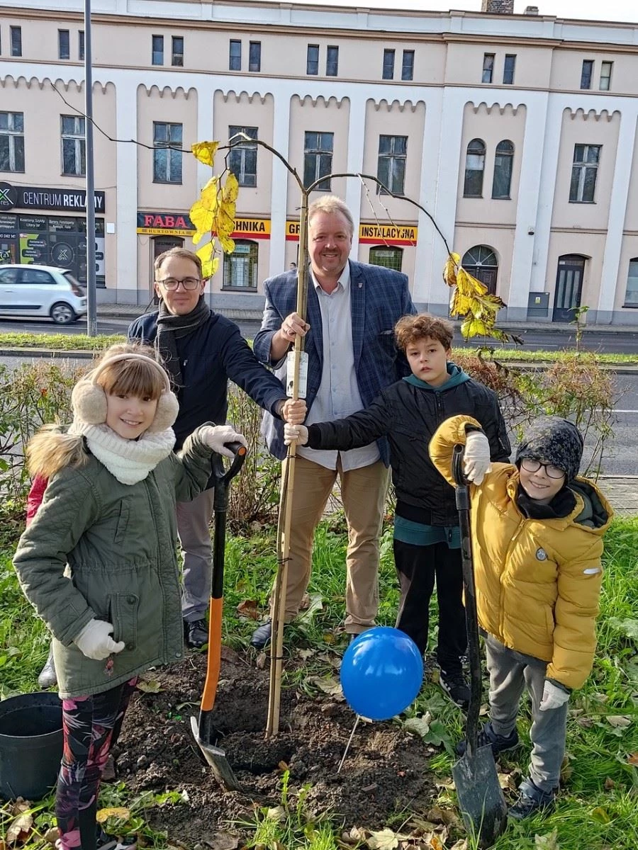 Wiązy górskie oddzielą ruchliwą ulicę od bulwarów odrzańskich — 11