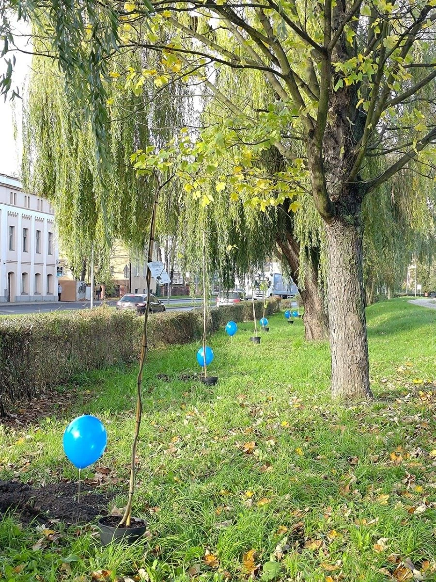 Wiązy górskie oddzielą ruchliwą ulicę od bulwarów odrzańskich — 5