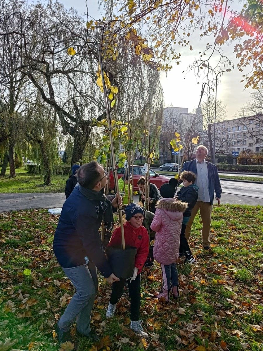 Wiązy górskie oddzielą ruchliwą ulicę od bulwarów odrzańskich — 9