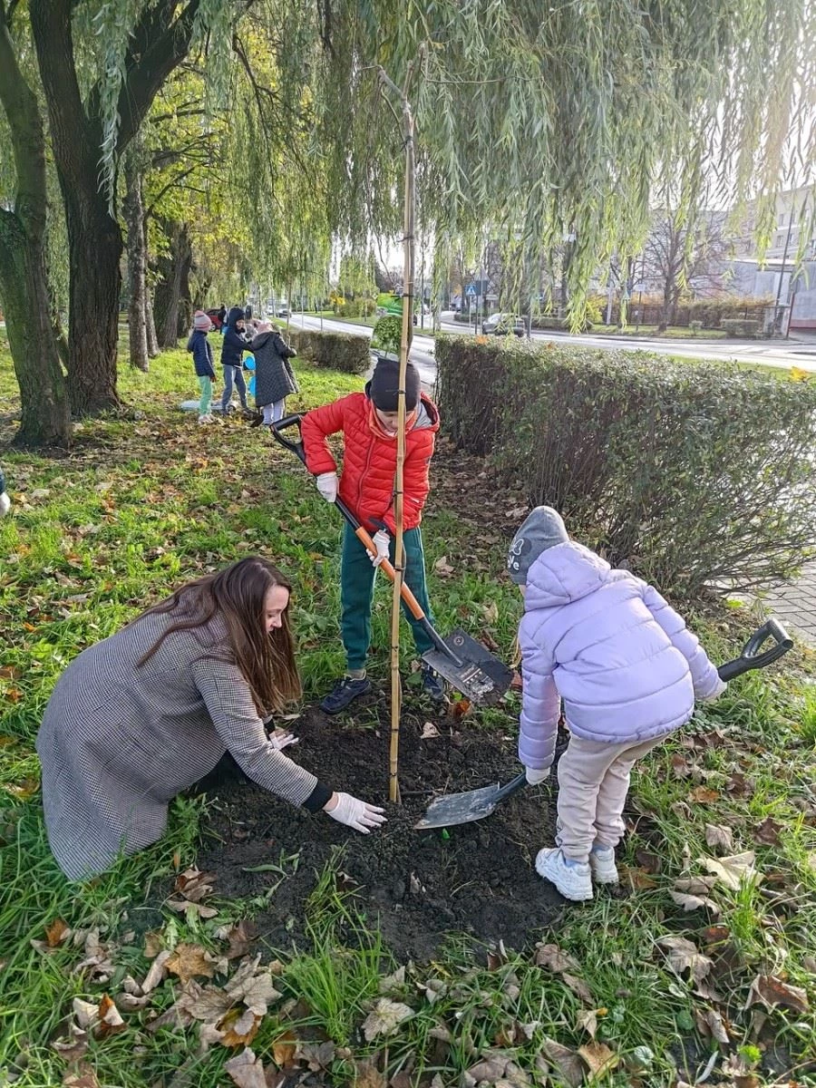 Wiązy górskie oddzielą ruchliwą ulicę od bulwarów odrzańskich — 6