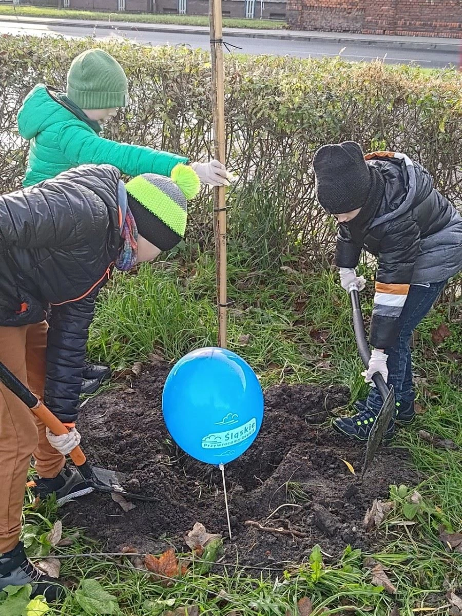 Wiązy górskie oddzielą ruchliwą ulicę od bulwarów odrzańskich — 7