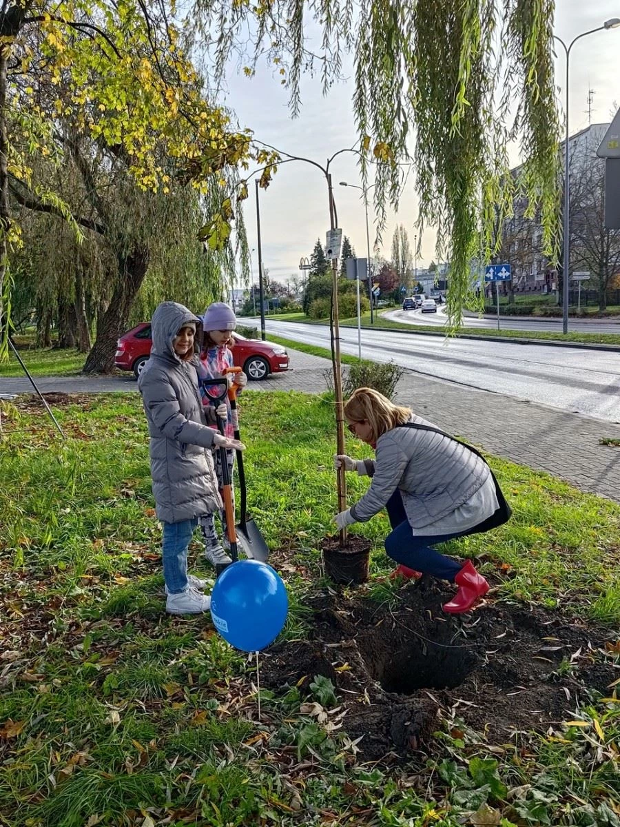 Wiązy górskie oddzielą ruchliwą ulicę od bulwarów odrzańskich — 1
