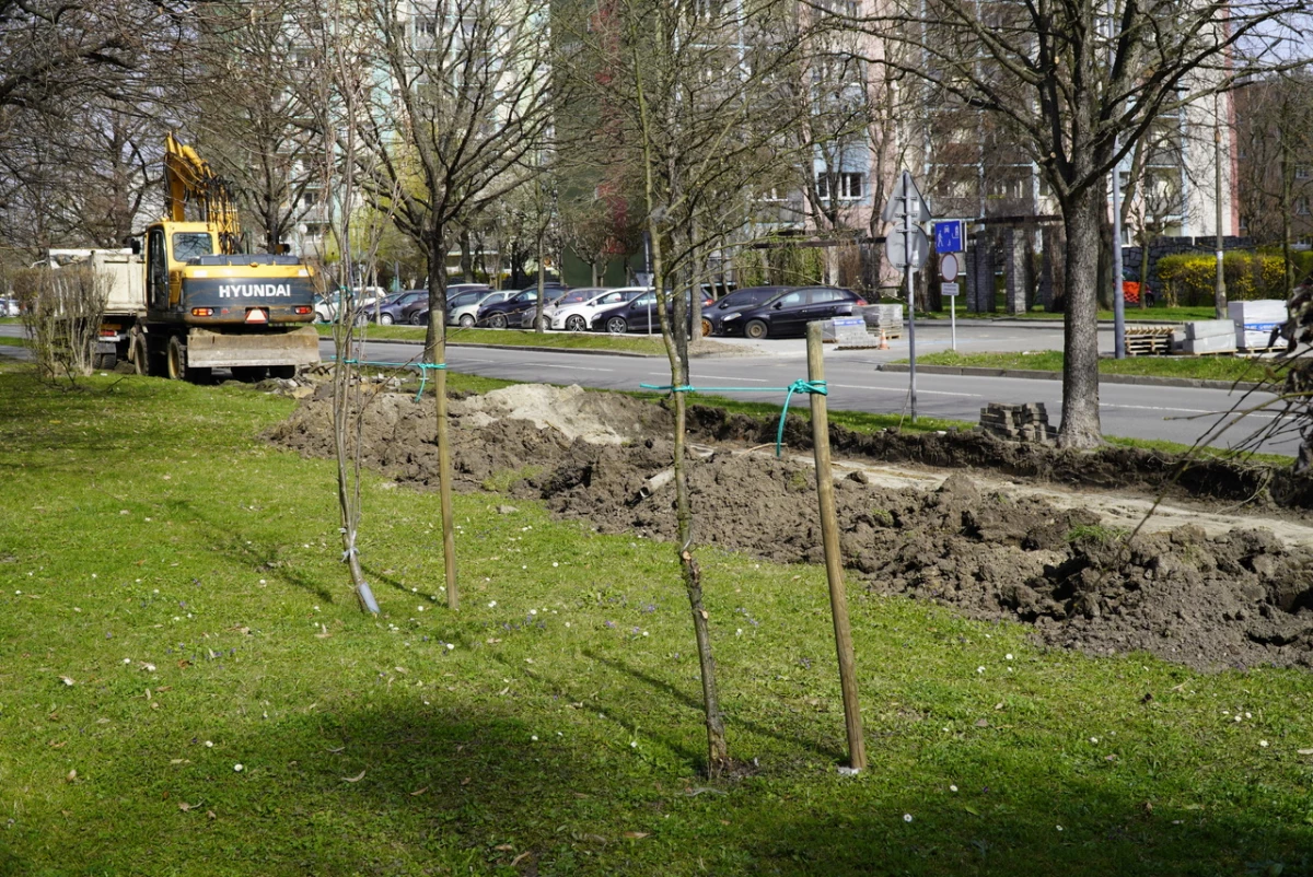 O ochronie drzew w raciborskim urzędzie miasta — 15