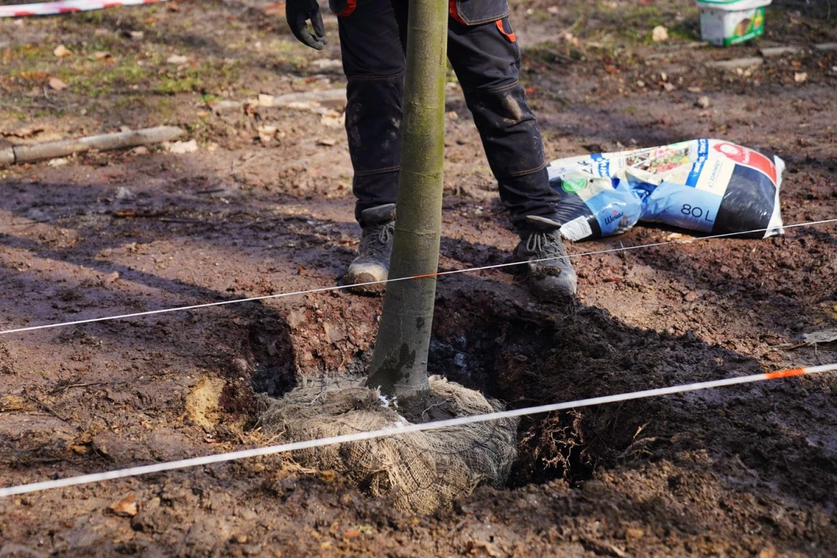 Park Zdrojowy w Jastrzębiu-Zdroju z nową aleją lipową — 4