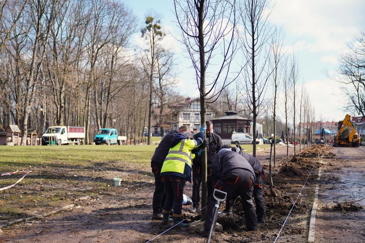 Park Zdrojowy w Jastrzębiu-Zdroju z nową aleją lipową — 11