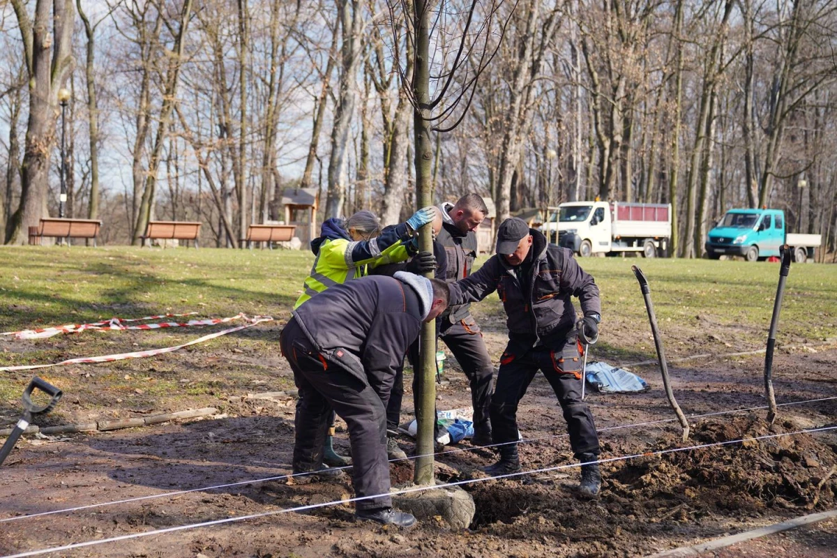 Park Zdrojowy w Jastrzębiu-Zdroju z nową aleją lipową — 10