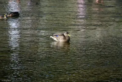 Tak bawiła się Wisła - występy w dniu otwarcia BCN im. Adama Małysza — 11