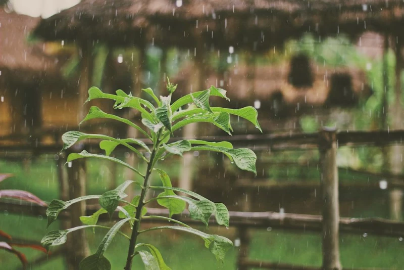 Technologie domowej retencji pomogą gospodarować deszczówką