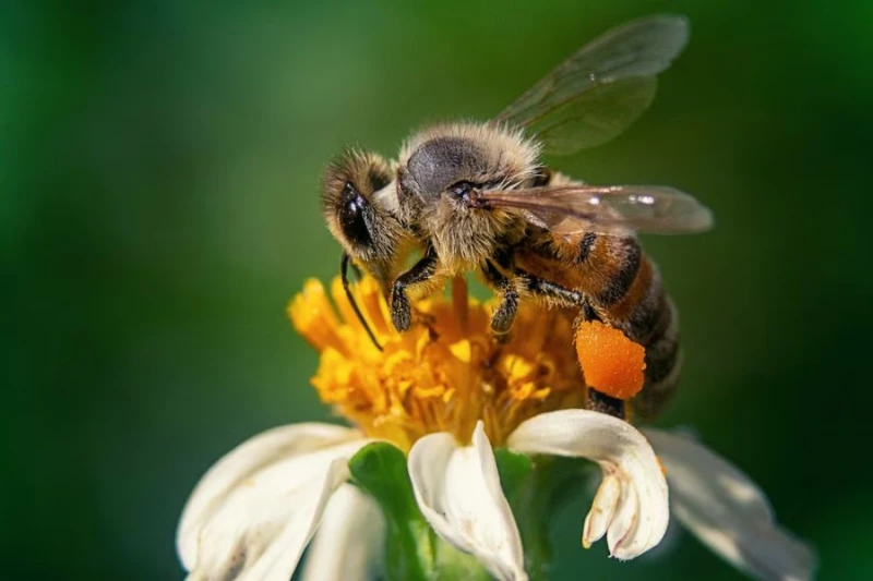 Koniec świata za trzy lata – jeżeli zabraknie pszczół. Wykład w raciborskiej bibliotece