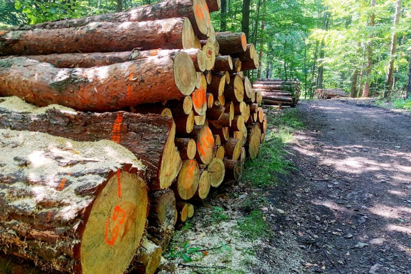 Nowe przepisy UE przeciwko wylesianiu wejdą w życie rok później