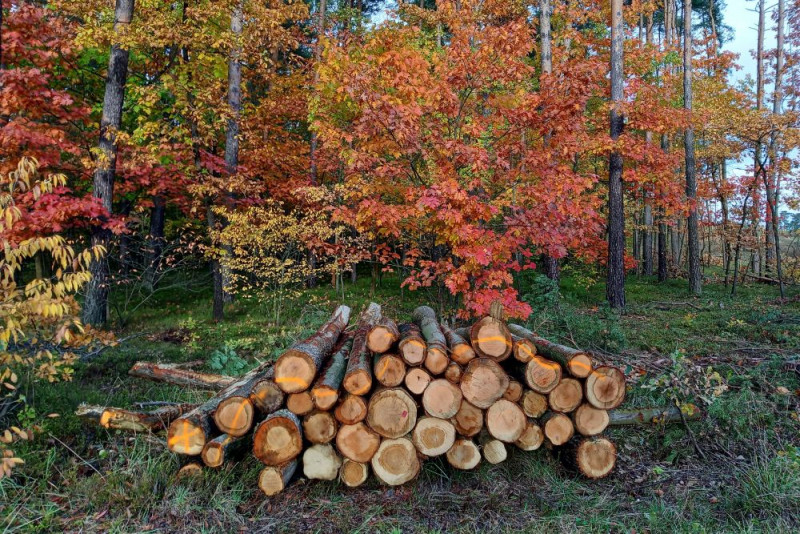 Każdego dnia wycinano 100 tys. drzew w Polsce Każdego dnia wycinano 100 tys. drzew w Polsce