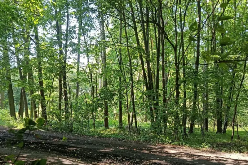 Przez