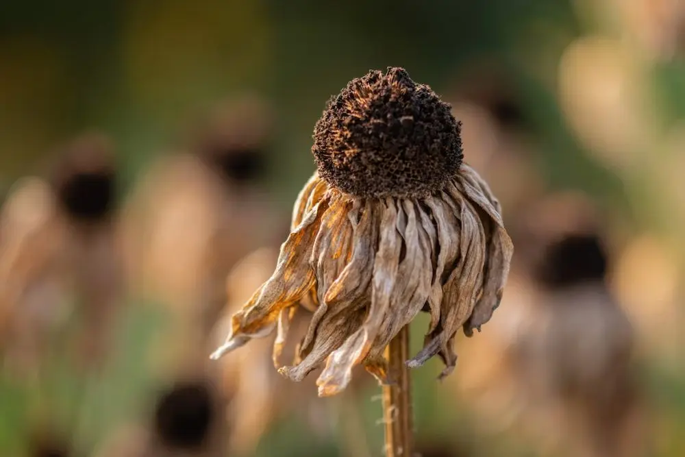 El Niño nabiera siły. Skutki mogą odczuć także polscy konsumenci