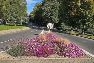 Ponad 7 tys. nowych roślin w Jastrzębiu-Zdroju
