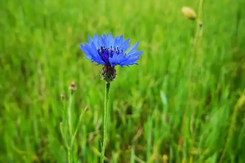 Wernisaż wystawy fotografii Michaliny Maks „Natura jest kobietą” w Galerii Gawra w Raciborzu