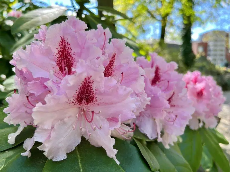 W zoo w Ostrawie rozkwitły tysiące rododendronów i azalii